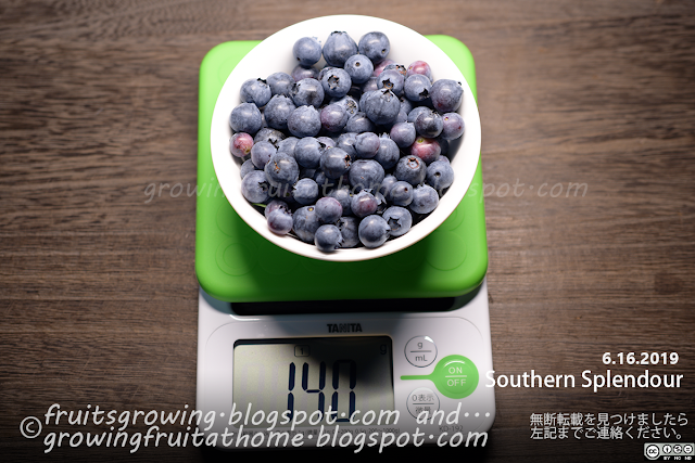 ブルーベリー サウザンスプレンダーの収穫 Blueberry Southern Splendour Harvesting