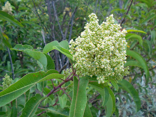 laurel sumac