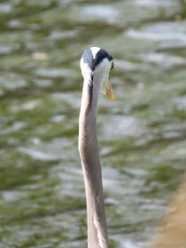 great blue heron