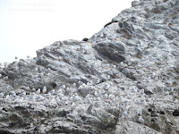 Black-billed and red-billed gull colony on rocky island, New Zealand - by Denise Motard