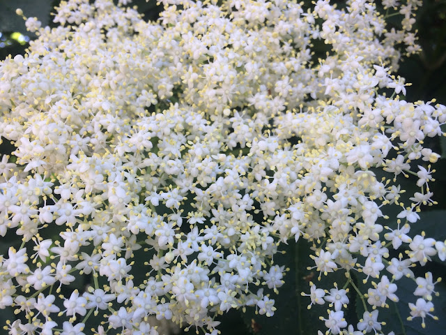 Close up of elderflower. The flowers look like white stars, with yellow stamen covered in pollen.