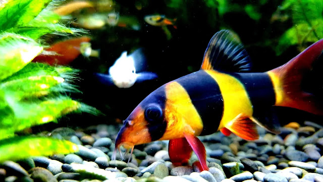 Mollies and Platys