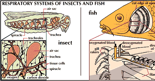 Sistem Pernapasan pada Hewan  Arthropoda 