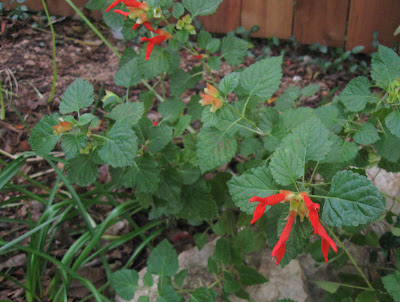 Annieinaustin, Salvia regla, mountain sage