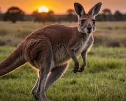 A kangaroo jumps across the field