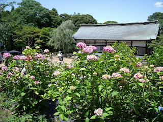 hydrangea in the temple