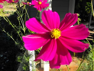 cosmos again