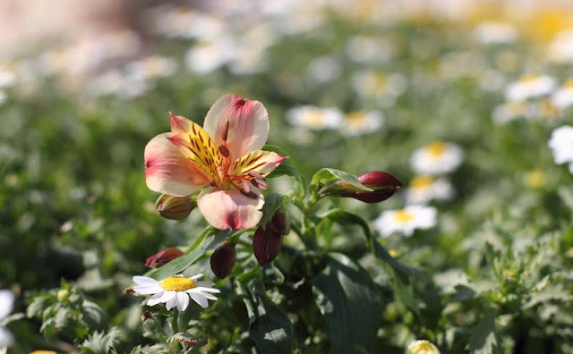 Peruvian Lily Flowers Pictures