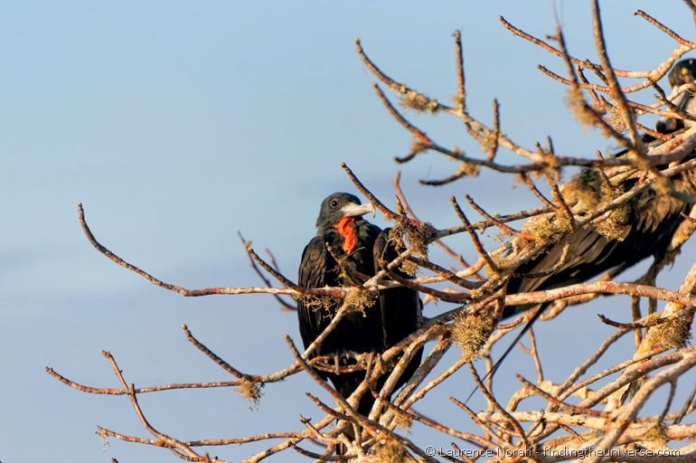 Männlicher Fregattvogel auf Baum, Galapagos