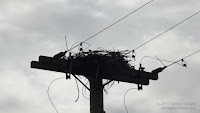 Red-tailed hawks started a nest on this utility pole, but the company moved it before the birds could finish it - by Denise Motard, PEI, Canada