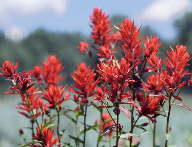 indian paintbrush