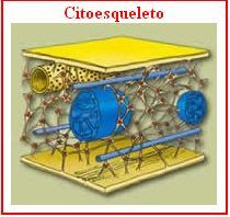 estructura del citoesqueleto