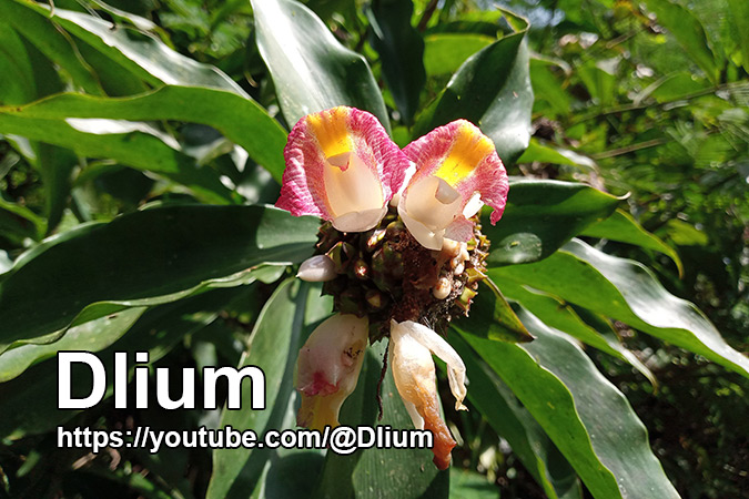 Dlium African spiral flag (Costus lucanusianus)