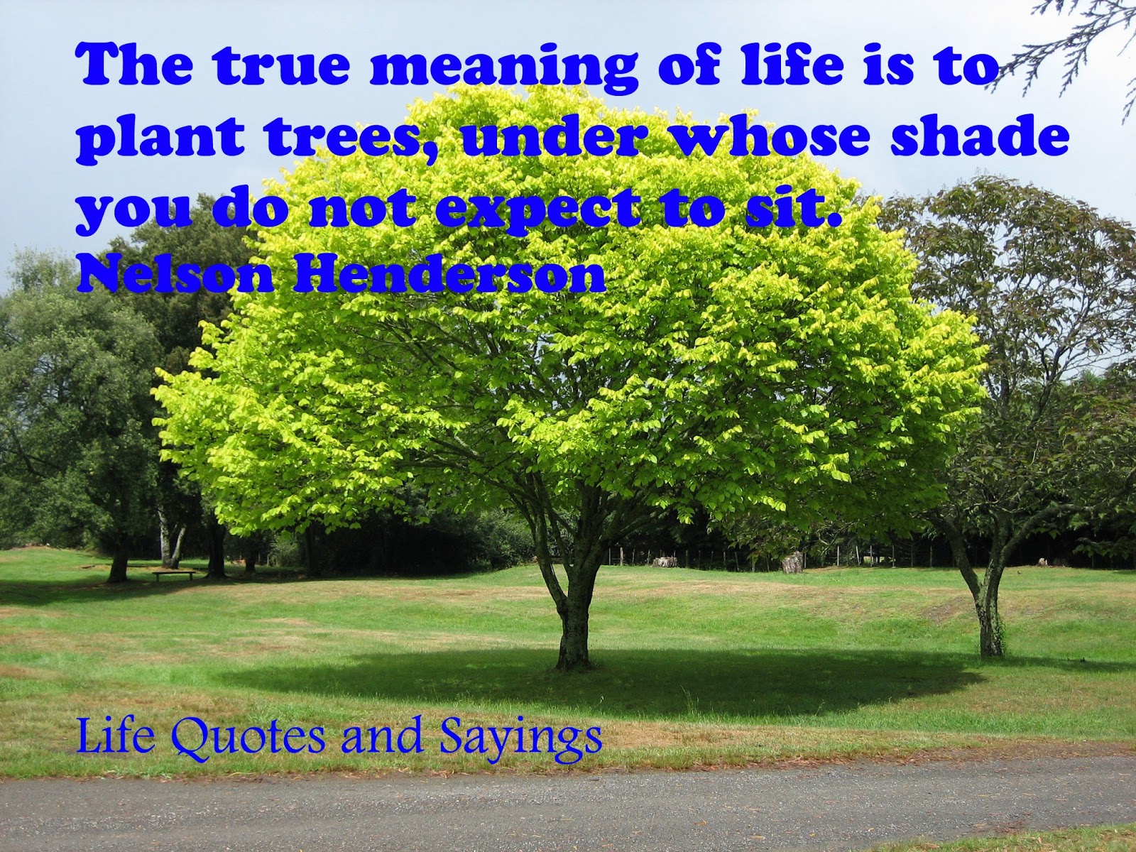 The true meaning of Life is to plant trees under whose shade you do not expect to sit