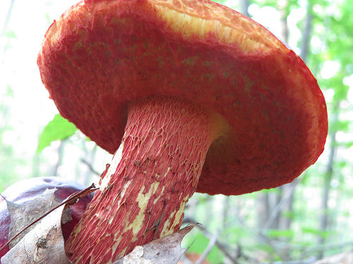 Frost's Bolete