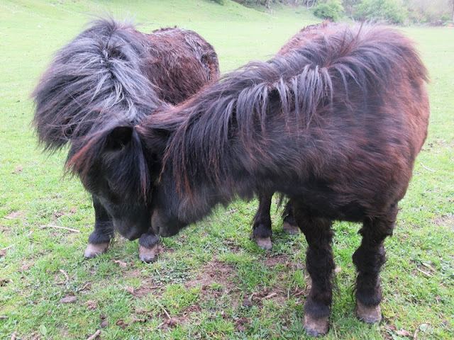 Two brown ponies with heads touching