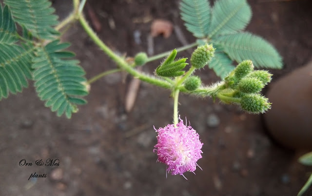 نبات غريب  يقوم بحركة سريعة (Mimosa pudica)