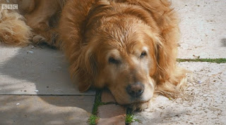 Nigel from Gardeners' World