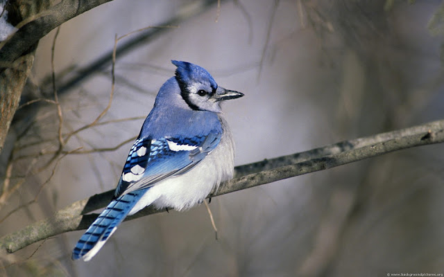 Bluey jay wallpaper,blue jay images,blue jay photo,blue jay images,beautiful blue jay,cute blue jay,the blue jays,blue jay birds,  the toronto blue jays,toronto blue jays,blue jays,blue jay bird,flying blue jay,