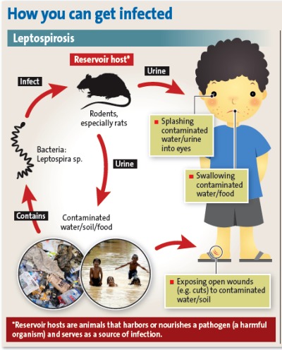 Infiruu: Ayah Long +ve leptospirosis