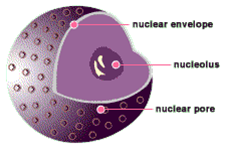 my life in biology: Sel dengan bagian yang Hidup