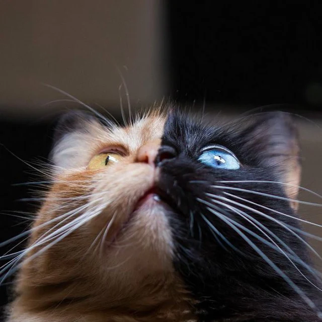 Introducing-Quimera-the-Breathtaking-Feline-with-T͏wo͏-D͏i͏ffe͏r͏e͏n͏t͏-Fa͏c͏e͏s͏-cats-stories