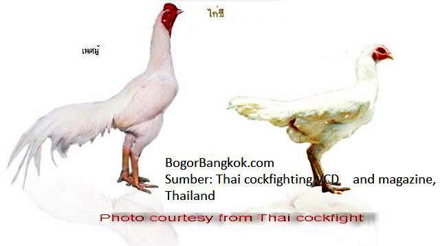 Gambar Ayam Bangkok Super  newhairstylesformen2014.com