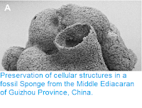 http://sciencythoughts.blogspot.co.uk/2015/03/preservation-of-cellular-structures-in.html