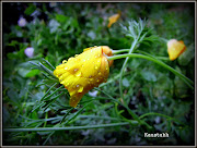 Rain drops on flower. Posted by Ka Jo at 12:07 PM. Labels: Photography