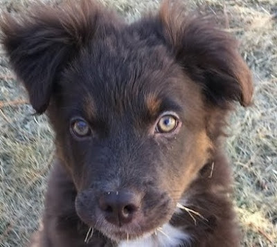 Aussiedor (Labrador Australian Shepherd mix) Temperament, Size, Lifespan, Adoption