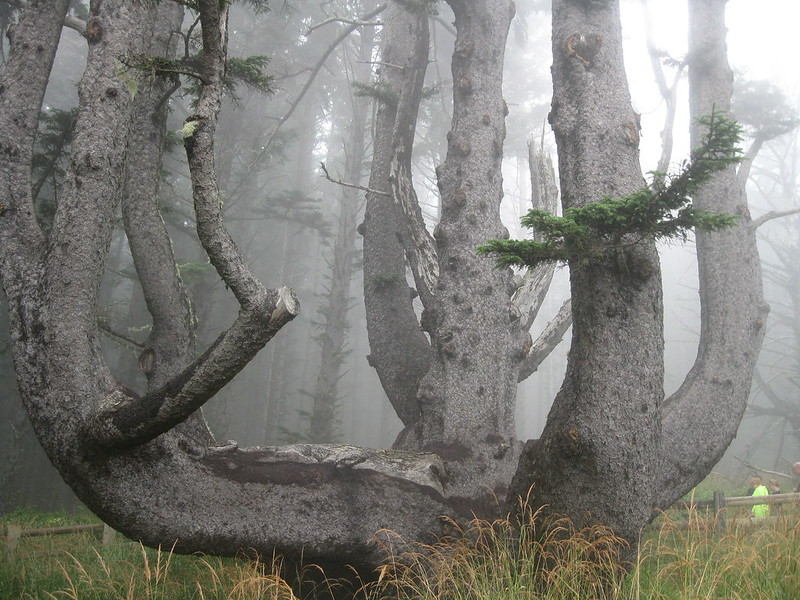 oregon coast trees