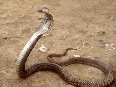 The King Cobra (Ophiophagus hannah) is the world's longest and largest 
