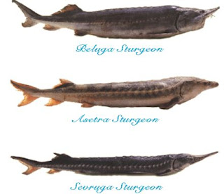 perbandingan jenis sturgeon