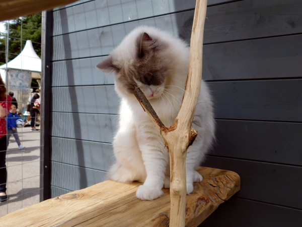 Design4Pet CATSCAPE DOGSCAPE giardini e terrazzi 2019