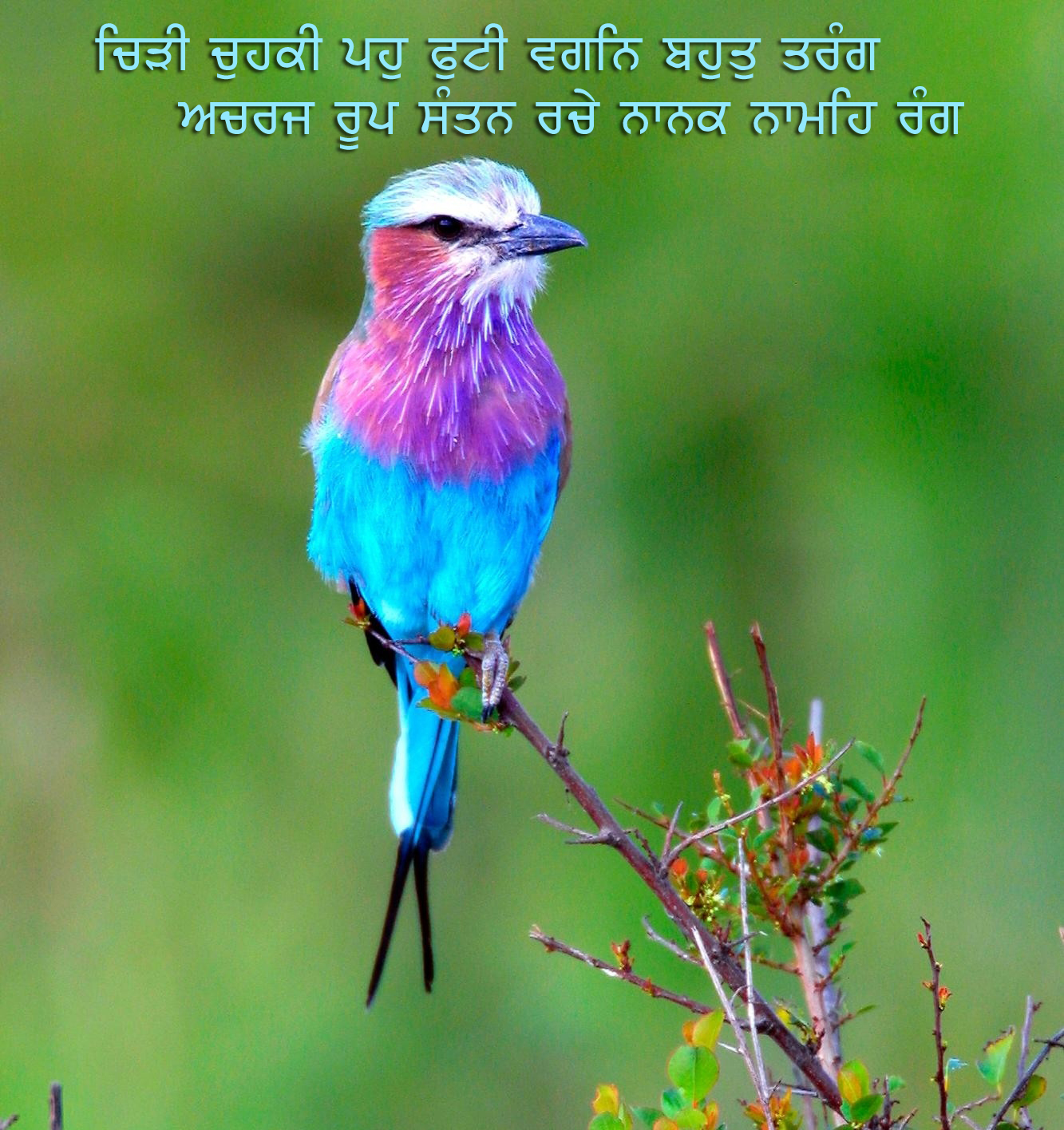 Gurbani Wallpaper