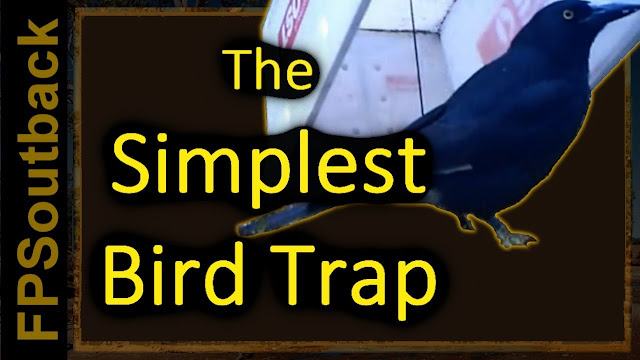 Bird Trap