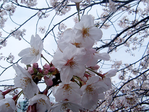 Varieties of cherry blossom