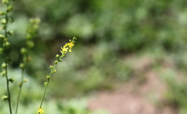 Agrimony Flowers Pictures