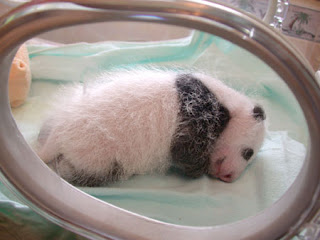 cute sleeping baby panda