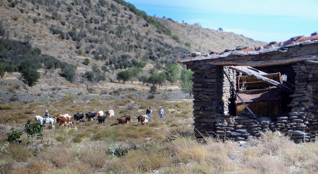 Cortijos,de Jérez del Marquesado