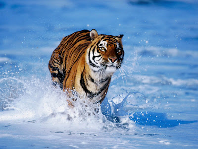 Tiger Running Pictures