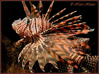lion fish animal lionfish wallpaper lion fish animal lionfish wallpaper