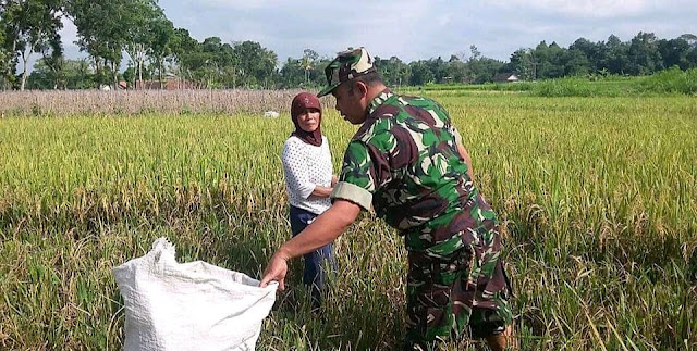 Petani Panen Padi Di Dampingi Babinsa