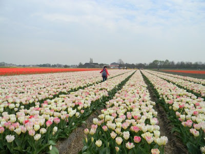 Kunci dari majunya pertanian di Belanda adalah Riset