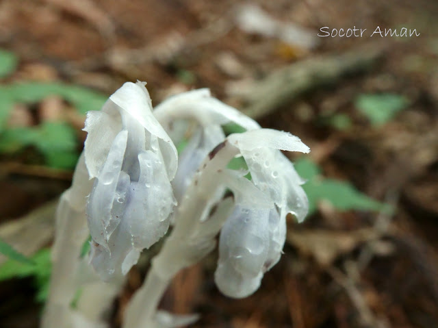 Monotropa uniflora