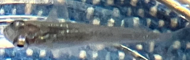 魔王メダカ 稚魚 ６６日目