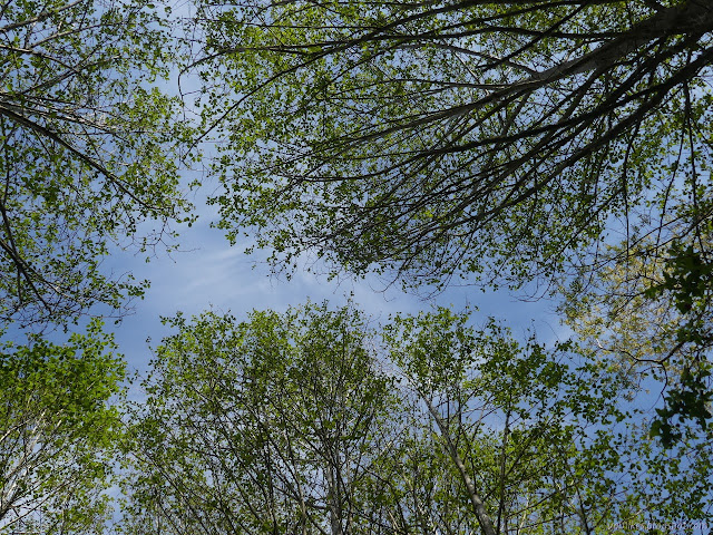 tree tops with a few leaves