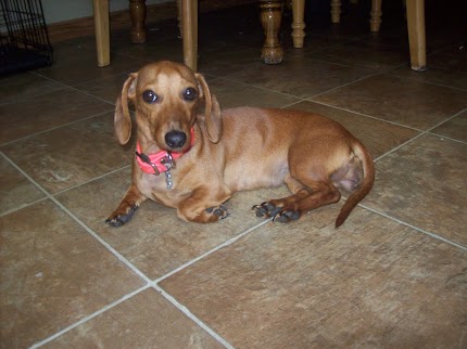 Model Dog + Eggplant Parmesan