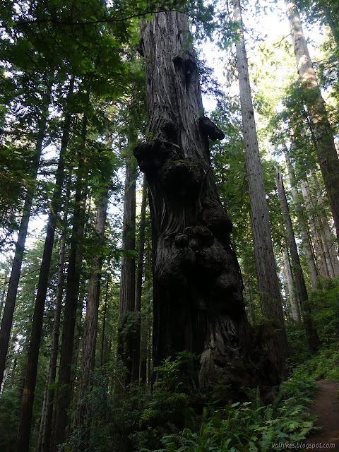 tree with wings hanging out