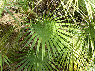 Chamaerops humilis - Palmier nain - Faux palmier doum